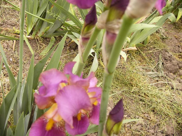P1190021 - Plante 2013