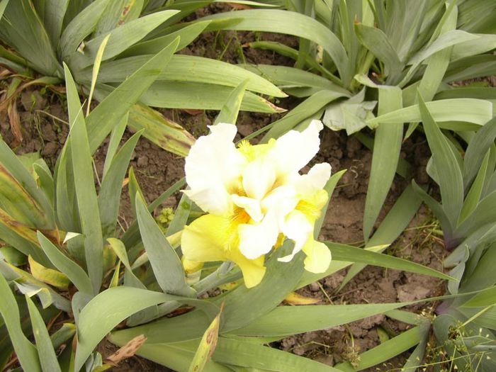 P1190024 - Plante 2013