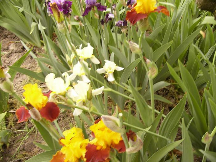 P1190049 - Plante 2013