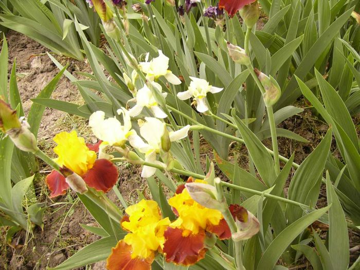 P1190050 - Plante 2013