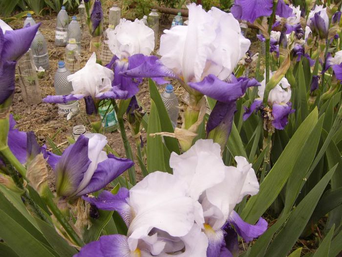 P1190055 - Plante 2013