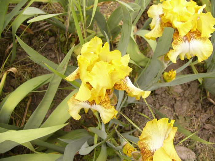 P1190060 - Plante 2013