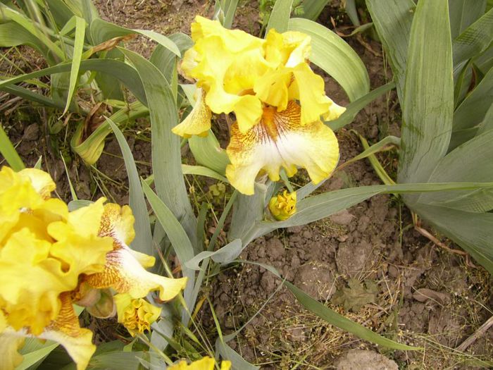 P1190061 - Plante 2013