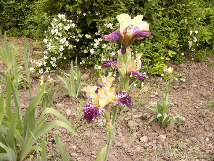 P1190064 - Plante 2013