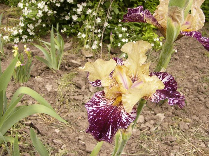 P1190066 - Plante 2013