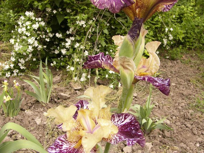 P1190068 - Plante 2013