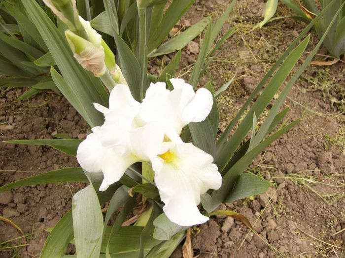 P1190075 - Plante 2013