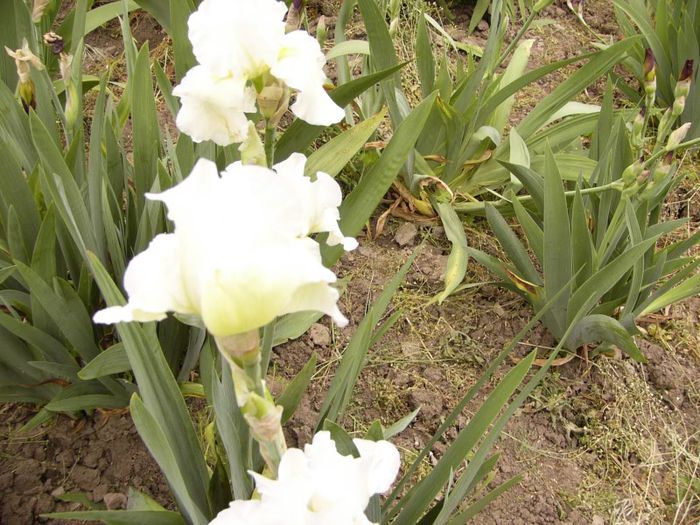 P1190076 - Plante 2013
