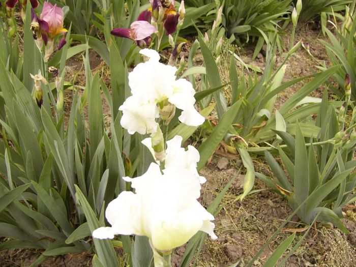 P1190077 - Plante 2013