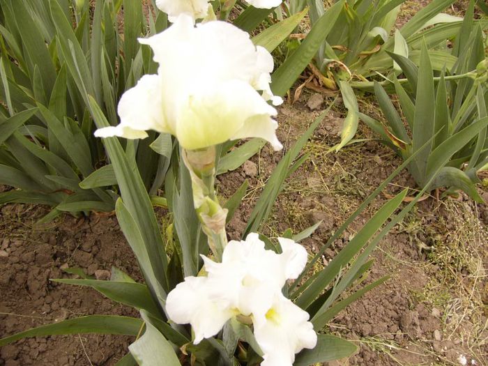 P1190078 - Plante 2013