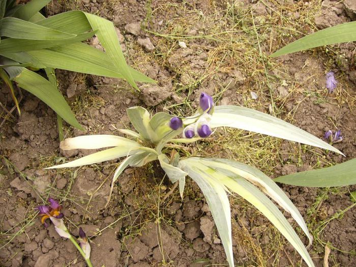 P1190080 - Plante 2013