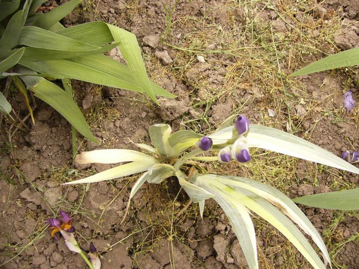 P1190081 - Plante 2013