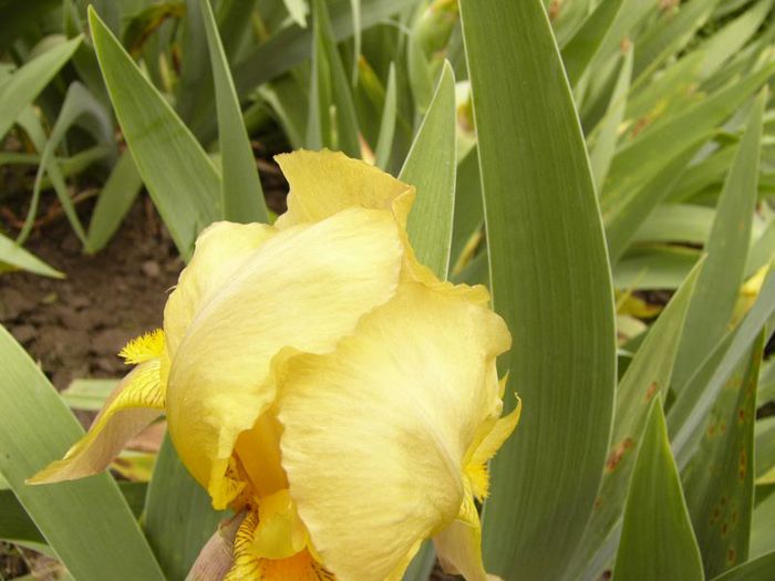 P1190086 - Plante 2013