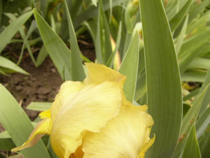 P1190087 - Plante 2013