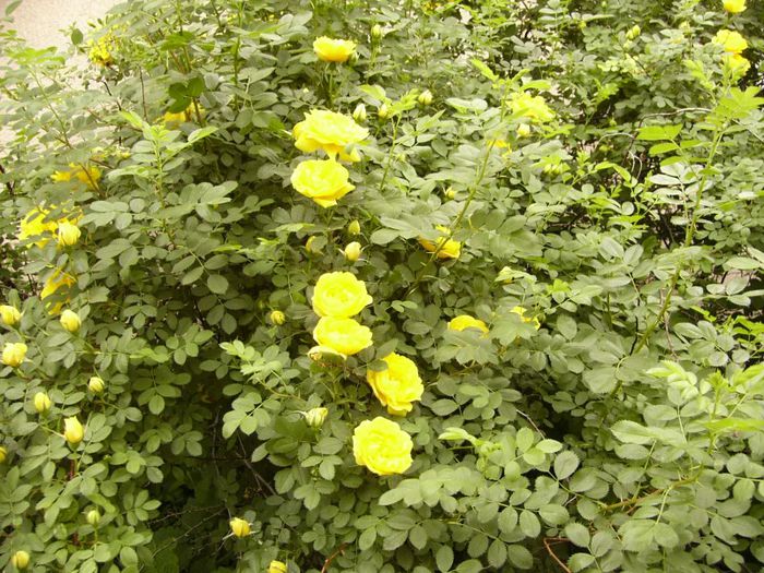 P1190088 - Plante 2013