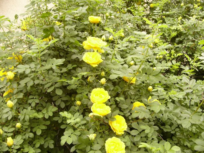 P1190089 - Plante 2013