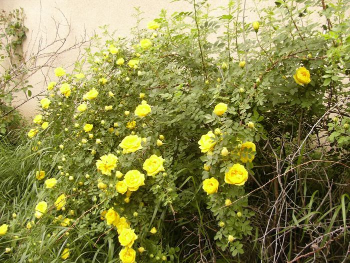 P1190090 - Plante 2013