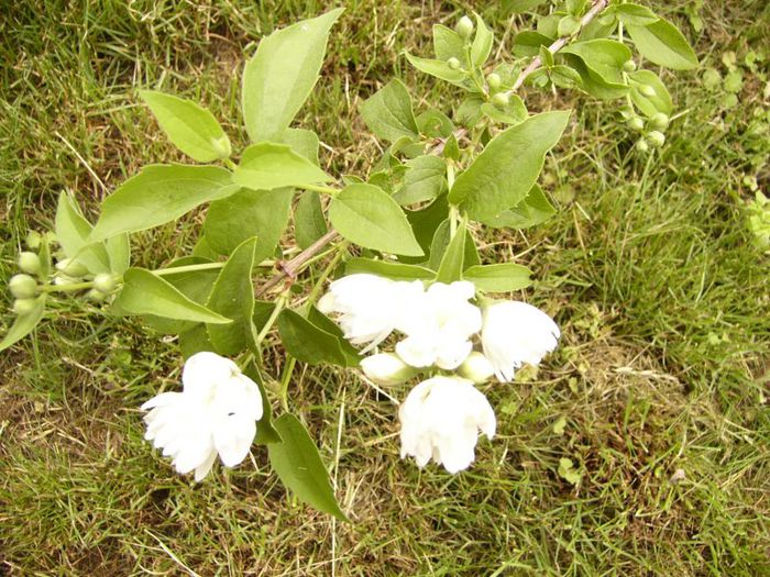 P1190092 - Plante 2013