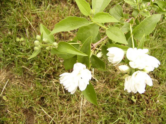 P1190093 - Plante 2013