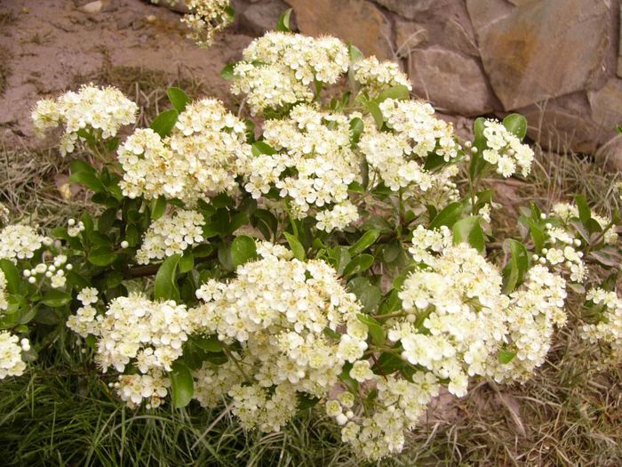 P1190095 - Plante 2013