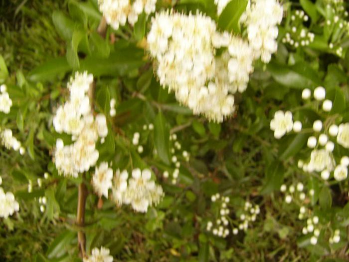P1190096 - Plante 2013