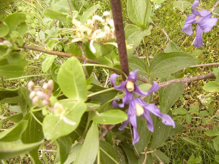 P1190103 - Plante 2013
