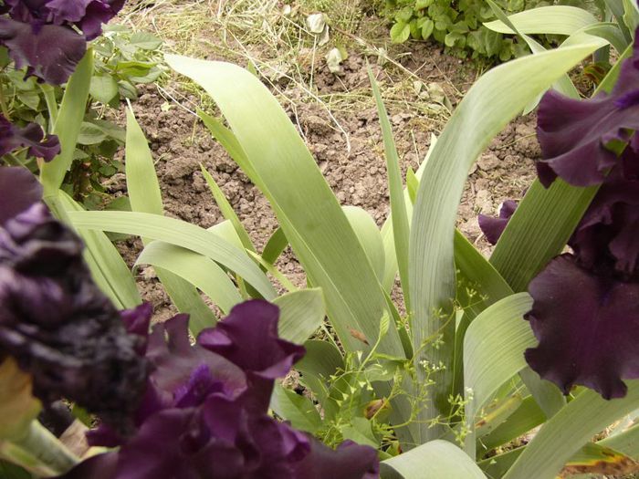 P1190110 - Plante 2013