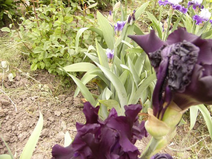 P1190111 - Plante 2013