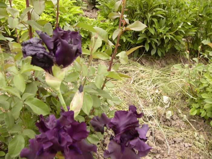 P1190112 - Plante 2013