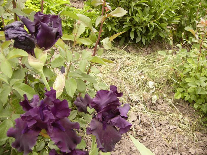 P1190113 - Plante 2013