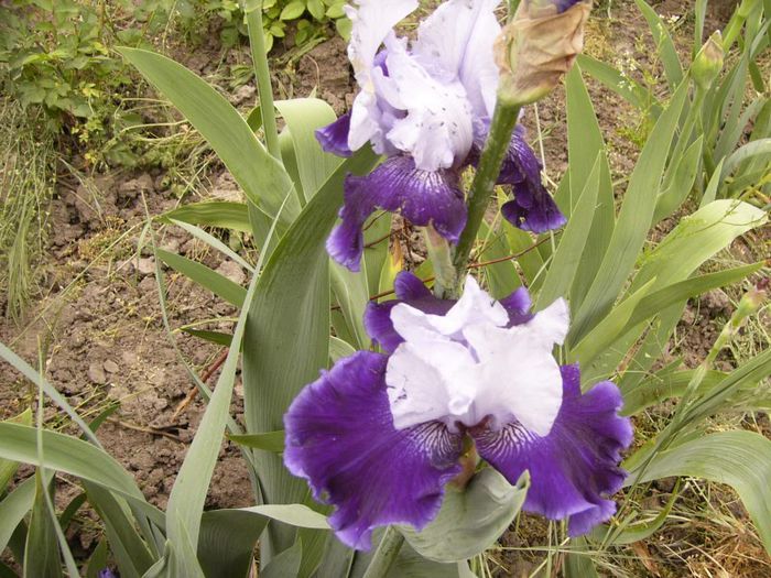 P1190117 - Plante 2013