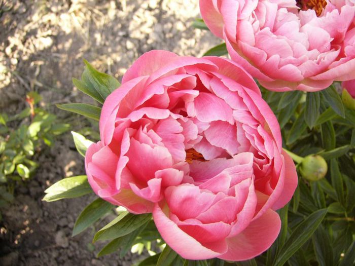P1190134 - Plante 2013