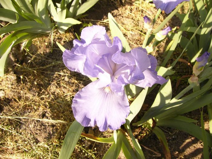 P1190135 - Plante 2013