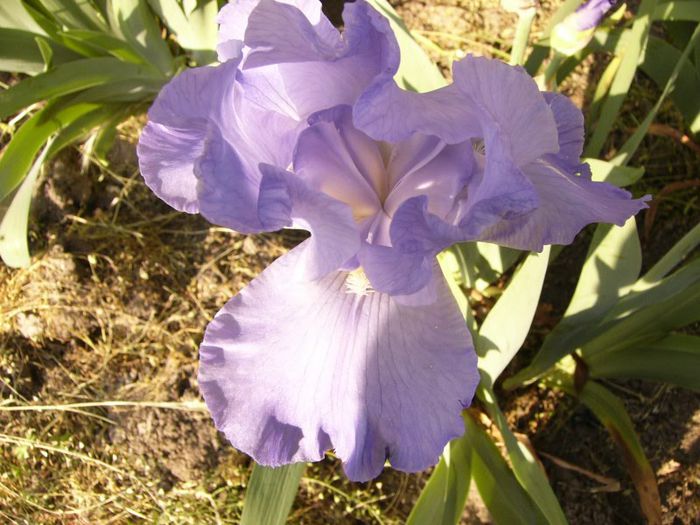 P1190137 - Plante 2013