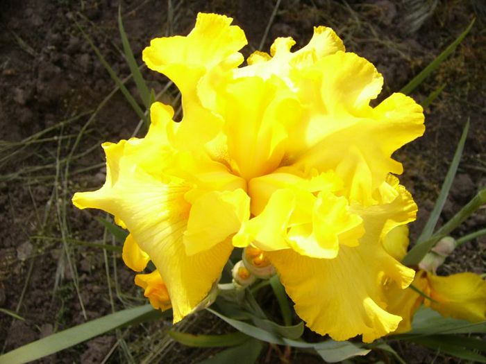 P1190142 - Plante 2013