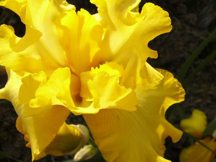 P1190144 - Plante 2013