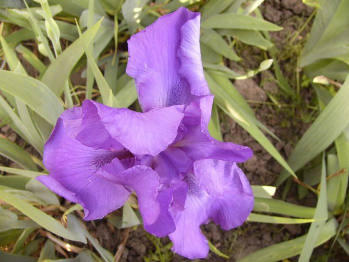 P1190146 - Plante 2013