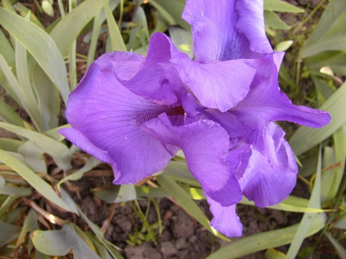 P1190147 - Plante 2013