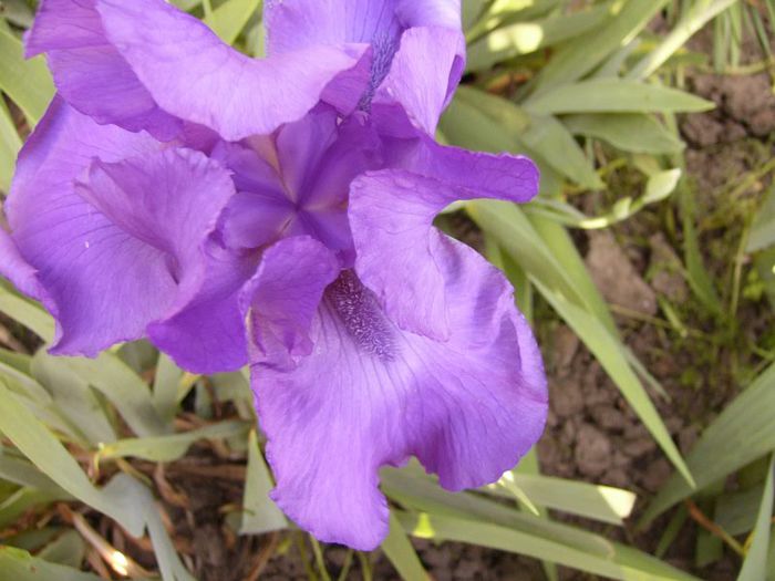 P1190148 - Plante 2013