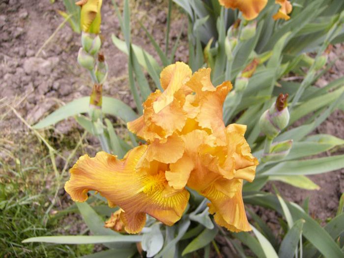 P1190150 - Plante 2013