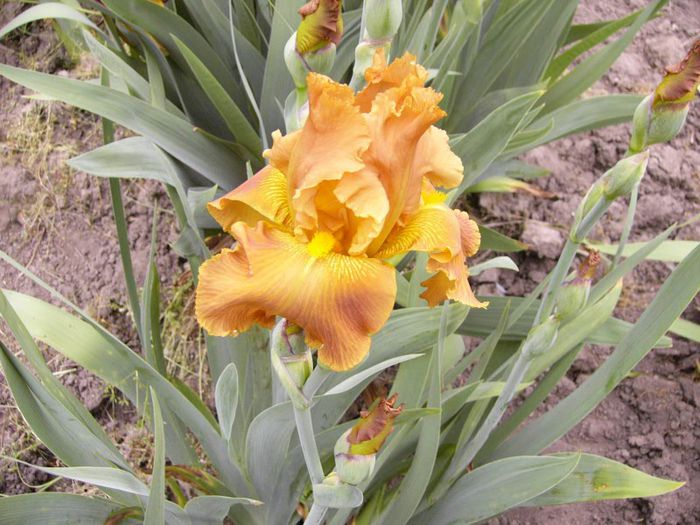 P1190151 - Plante 2013