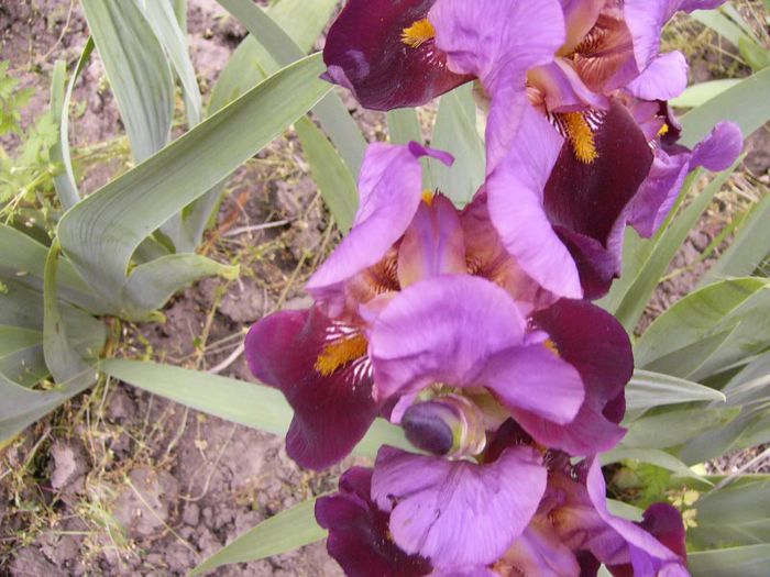 P1190164 - Plante 2013