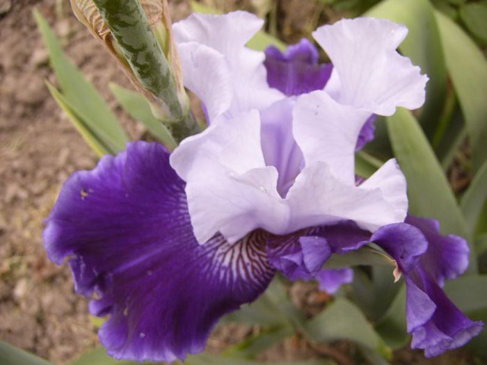 P1190167 - Plante 2013