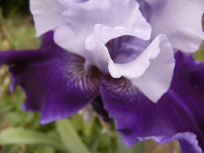 P1190170 - Plante 2013