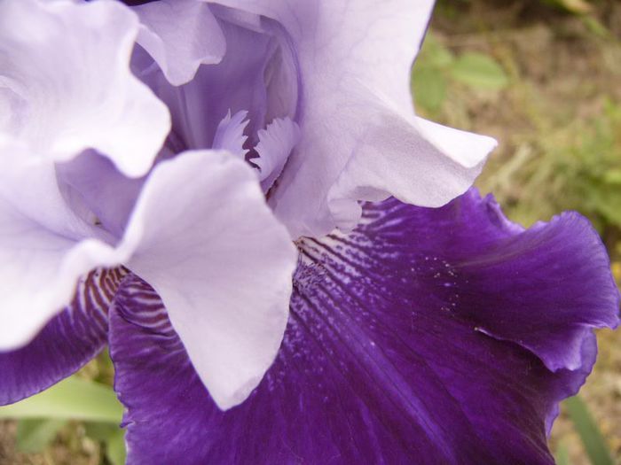 P1190171 - Plante 2013