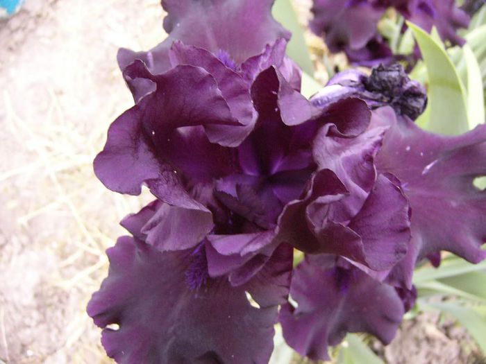P1190174 - Plante 2013