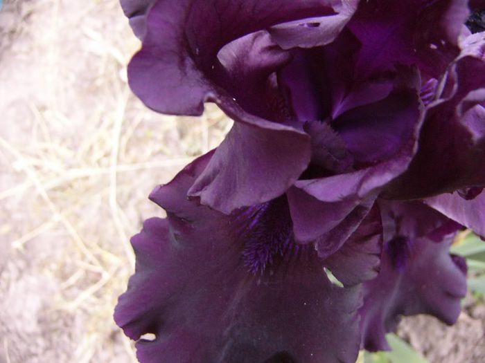 P1190175 - Plante 2013