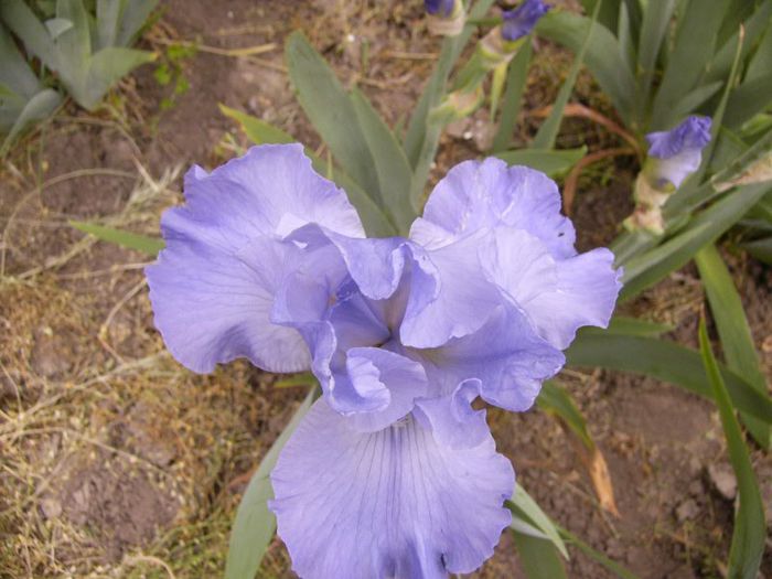 P1190176 - Plante 2013
