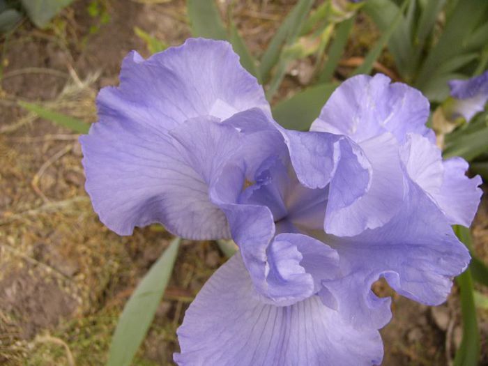 P1190177 - Plante 2013