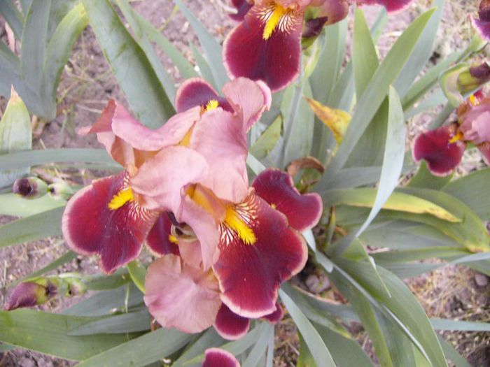 P1190179 - Plante 2013